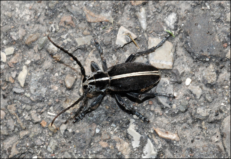 pedestredorcadion etruscum? no, D arenarium marsicanum